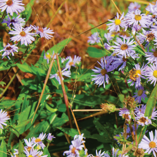 Gravesite Maintenance Options